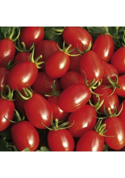 Saksılık Zeytin Cherry Domates 25+Tohum