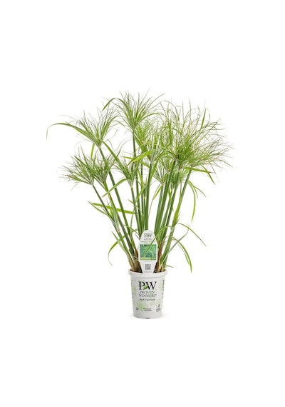 Serada Decor Plant Japon Şemsiyesi Çiçeği Cyperus Alternifolius Saksılı 50 - 70 Cm