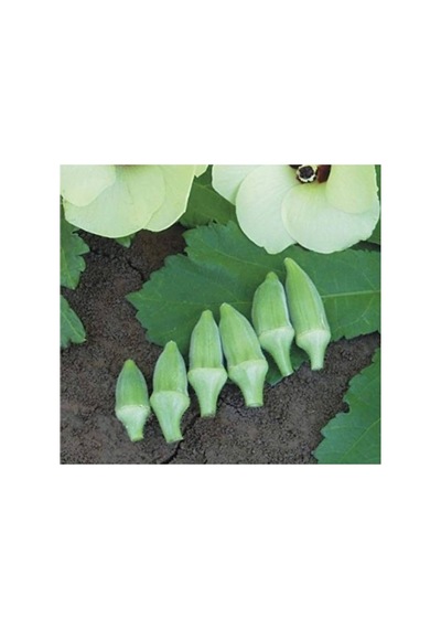 Japon Bamya Tohumu - 10 Gram