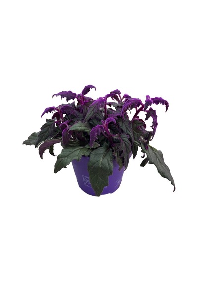 Gynura Aurantiaca (Mor Kadife Çiçeği) Ø14 CM Y20-25 CM