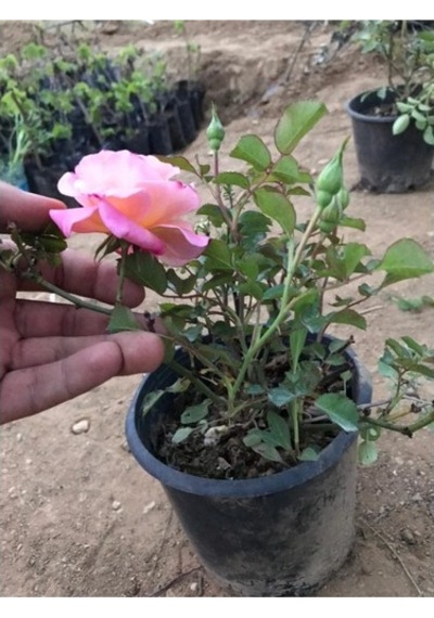 Yediveren Pembe Gül Fidesi Fidanı 15-25 Cm