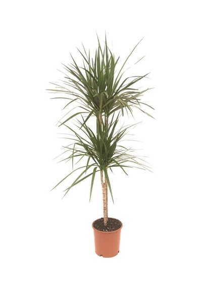 Dracena Marginata 2 Li