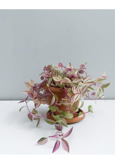 Tradescantia Telgraf Çiçeği Pembe 10-20 Cm