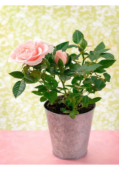 Avantajlı Kokulu Pembe Gül Yediveren 1 Adet Saksılı 50-70cm Aşılı Gül Pink Rose