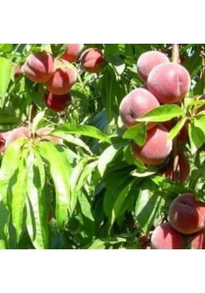 Tüplü Fidan Ruby Rich Şeftali Fidanı