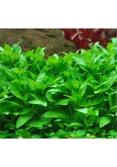 Staurogyne Repens 1 Saksı-zemin Bitkisi Kolay