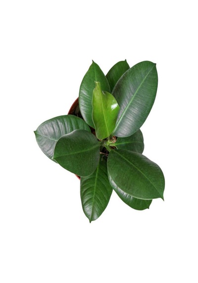 Videolu Kauçuk Çiçeği 60-80cm/çift Dal Alacalı Şeflera Çiçeği 60-90cm Saksılı