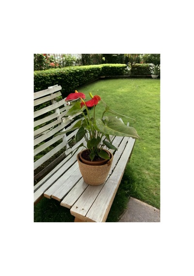 Dekoratif Jüt Hasır Saksılık Havluluk Organizer 25x25 Cm Sarı Sarı