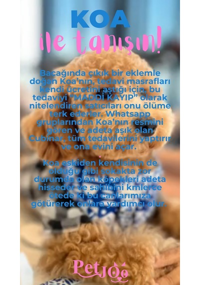 Petjoo 14.Koa Pembe-Mavi Qr'lı Köpek Künyesi