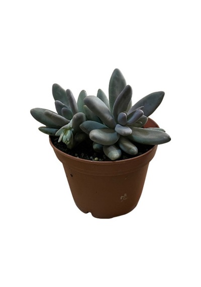 Pachyphytum 'Captain Jessop' (Sukulent) Ø15 CM Y20-25 CM