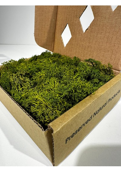 Reindermoss Şoklanmış Norveç Yosunu Terarium Yosunu Midium Green 100 Gr.