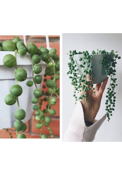 Serada Decor Plant Tespih Çiçeği İnci Tanesi Askılı Büyük Saksı Senecio Rowleyanus Teraryum Sukulent