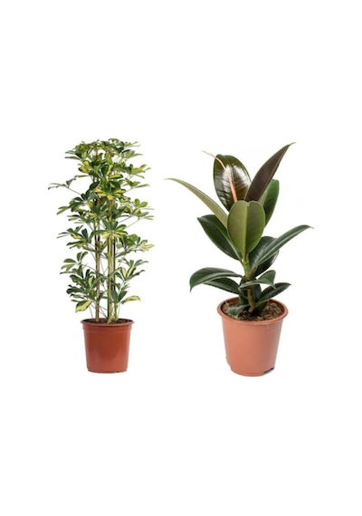 Videolu Kauçuk Çiçeği 60-80cm/çift Dal Alacalı Şeflera Çiçeği 60-90cm Saksılı