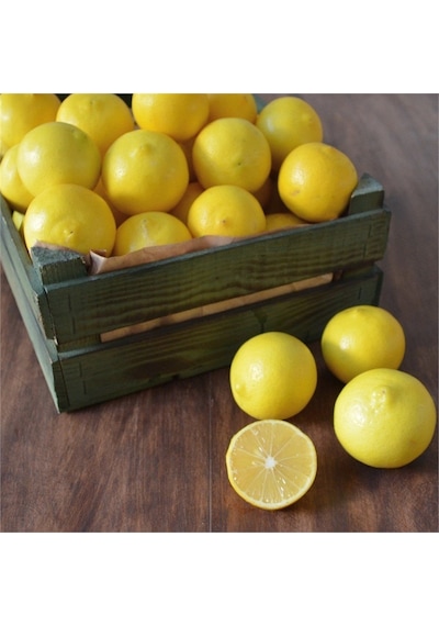 3 Yaş Aşılı Tatlı Limon Fidanı. Torbada