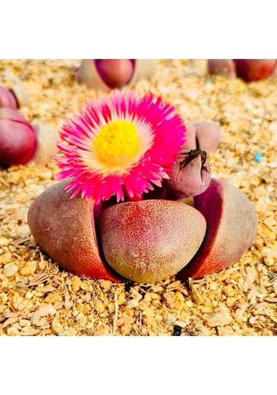 10 Adet Pleiospilos 'royal Flush' Succulent Tohumu