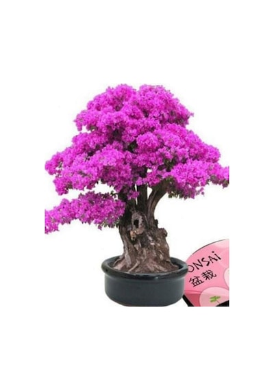 20 Adet Tohum Bodur Bonsai Pembe Erguvan Ağacı Bonzai Tohumu Saksı Toprak Hediyemizdir