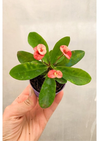 Eubhorbia Bodur Dikenler Tacı Prenses Pembe Mini Boy 7.5cm