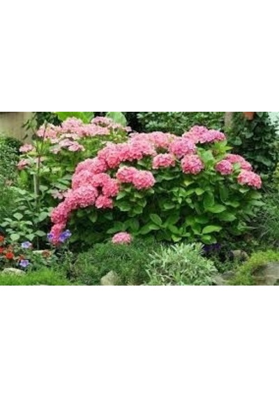 Ortanca Fidanı 3 Adet - Saksılı 20-40 Cm