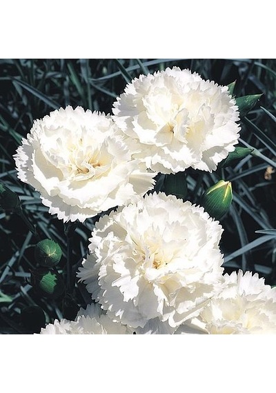 Çin Karanfili Dianthus Sinensis - Beyaz 5 Adet
