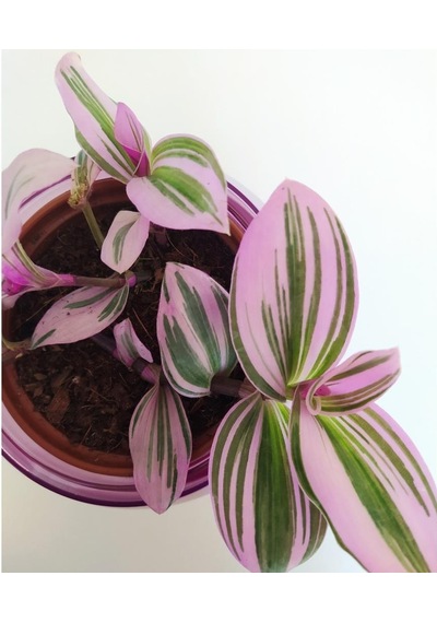 Pembe Yapraklı Tradescantia Nanouk Telgraf Çiçeği 10-20 Cm