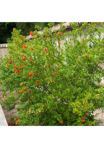 60-80 Cm Süs Narı, Çiçekli Ve Meyveli Ağaç