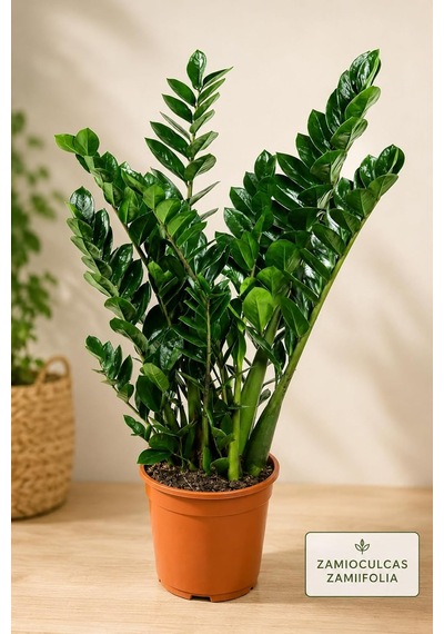 Bitkidunyam Zamia Zamioculcas Zamiifolia İç Mekan Bitkisi Diğer