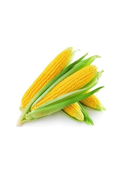 Mısır Tohumu 1 Paket 10gr 45+ Adet Tatlı Mısır Tohumu
