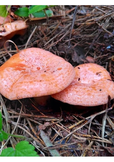 Kanlıca Mantarı Çintar Çam Melki Mantar Tohumu 100gr