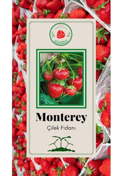 13 Adet Monterey Çilek Fidesi Açık Kök ve Taze Söküm (Frigo)