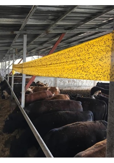 Roll Trap Sarı Sinek Yakalama Bandı, Sinek Tuzağı, 30cmx50m