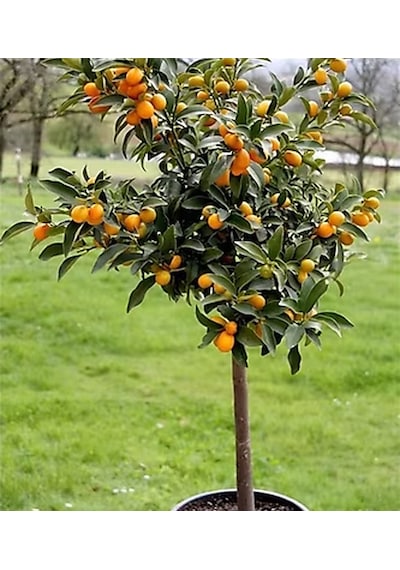 Kamkat Kumkuat 80-120 Cm Tüplü