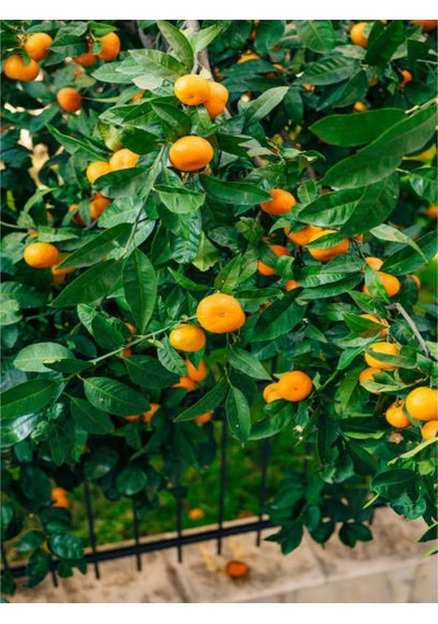 Videolu Tatlı Ve Sulu Mandalina Fidanı 150 200 Cm 1 Adet Saksılı/tüplü Citrus Reticulata