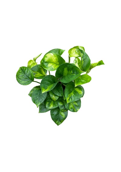Epipremnum 'global Green' Salon Sarmaşığı