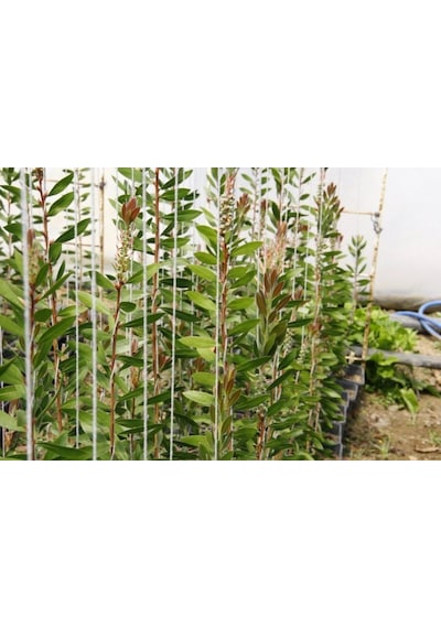 Fırça Çalısı Callistemon Laevis 5 Adet