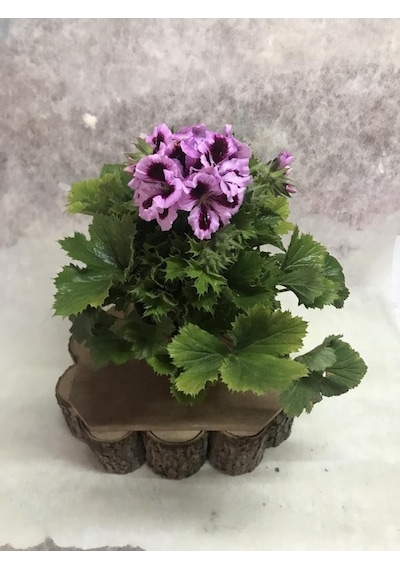Ceylan Gözü Canan Sardunya Çiçeği Fidanı Lila 10-20 Cm