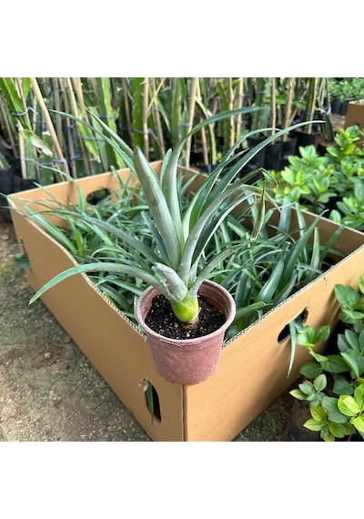 Saksıda Ananas Meyvesi Fidanı Del Monte 2 Cinsi