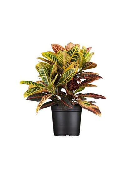 Ithal Croton Petra Kroton 17 Cm Saksıda 60 Cm Ev Bitkisi Ofis Bitki