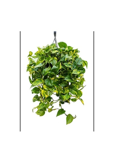 Salon Sarmaşığı Pothos Çiçeği Patos Çiçeği 10-20 Cm