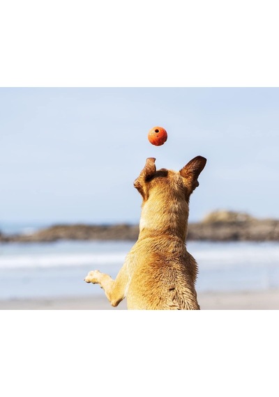 Ayrex Chuckit Fetch Ball 2'li Köpek Oyun Topu Küçük Boy