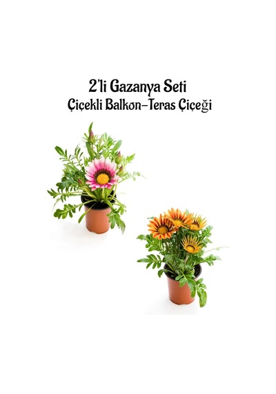 Pembe Beyaz-turuncu Sarı Gazanya Çiçeği 2 Adet Saksılı 10-20cm Bahçe Balkon Çiçeği
