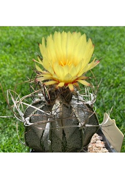 10 Adet Astrophytum Crassispinoides Kaktüs Tohumu