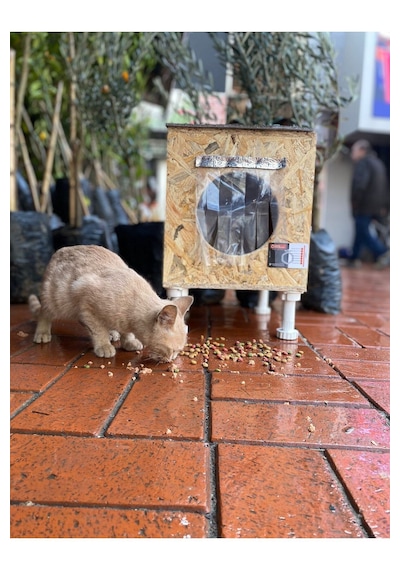 Reyo Narım Dış & Iç Mekan Ahşap Kedi Yuvası, Kedi Barınağı 35x40x35 Monteli Teslimat