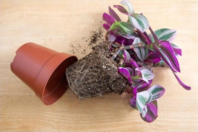 Pembe Telgraf Çiçeği Tradescantia Nanouk 10-20 Cm