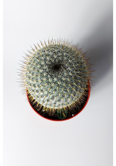 Mammillaria Haageana Koleksiyonluk Çok Dikenli Kaktüs 8.5 Cm