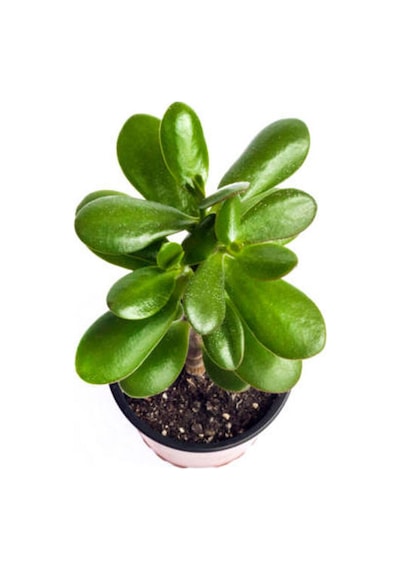 Videolu Şans Para Ağacı Çiçeği 1 Adet Saksılı 10-15cm Iç Mekan Salon Bitkisi Crassula