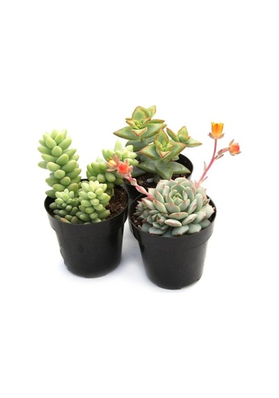 Karışık Sukulent Kaktüs Seti 3 Adet Saksılı 5-10cm Özel Tür Haworthia Fasciata