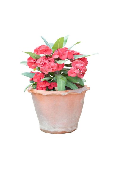 İthal Dolgun Formlu Pembe Renkli Milli Dikenler Tacı Çiçeği 20-40 Cm Euphorbia Milii