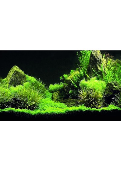 Kanki Pet Kp8550035 Akvaryum Arka Fon Yapıştırma 85 X 50 Cm