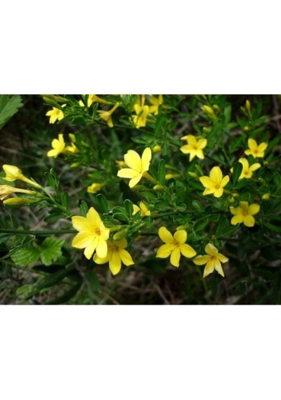 Videolu Mis Kokulu 4'lü Sarı Yasemin Çiçeği Fidanı 40-60 Cm Saksılı Çiçekli Bodur Yellow Jasminie