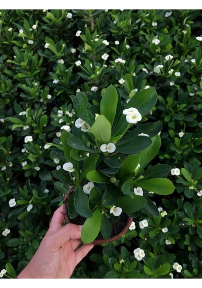 Çok Avantajlı Beyaz Renk Dikenler Tacı Çiçekli Ithal Hollanda Milli Saksılı Kaktüs White Euphorbia